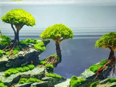 THIẾT KẾ THI CÔNG HỒ THỦY SINH